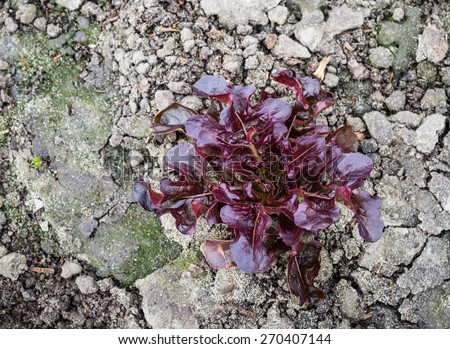 Recently planted Red leaf lettuce plant in the weathered soil of a small organic vegetable nursery.