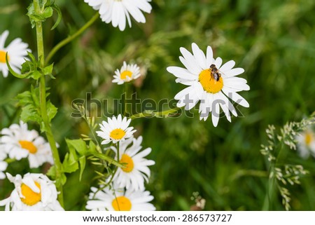 Honey bee sucks nectar from a yellow hearted white oxeye daisy blooming in its natural habitat on a sunny day in spring.