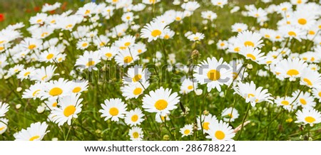 Yellow hearted white flowering ox eye daisy or Leucanthemum vulgare plants in field edge from close on a windy day in the spring season.