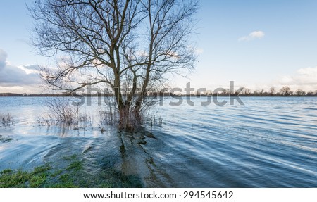 Bare tree in the water due to the high water level of the river.