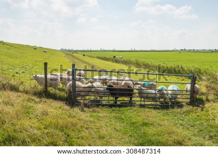 Dutch landscape in summer with sheep crowding behind the iron gate to the pasture.