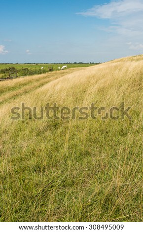 Rural Dutch landscape in the summer season with a dike with yellowed grass in the foreground and green meadows with some white cows in the background.