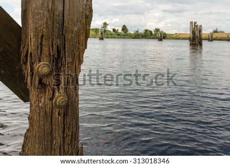 Closeup of a rotten part of a wooden landing stage on a cloudy day. In the background several wooden bollards in the water of river are visible.