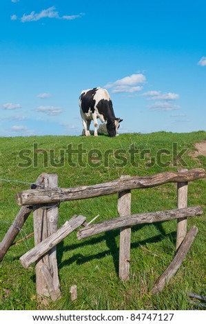 Broken wooden fence in the fore ground and a grazing cow in the background