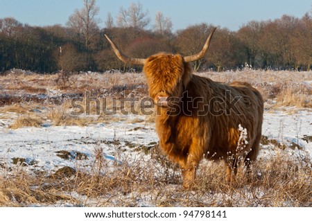 Pregnant Highland cow with long horns and a winter coat standing in the snow of the Dutch nature reserve Dintelse Gorzen (near the village of Steenbergen, North-Brabant).