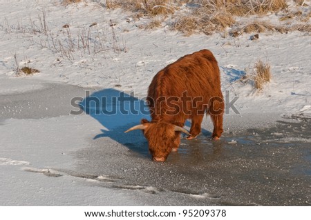 A red-haired Scottish Highlander is standing on the ice of a frozen ditch water and drinks the last water from the ice. It is very cold outside.