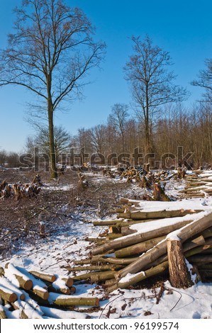 Many of the trees in this nature reserve were cut In the context of maintenance. It is winter and the snowy landscape makes a desolate impression.
