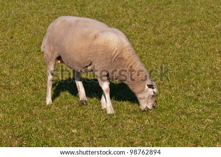 One sheep grazing on grass. It is springtime and the sheep is hungry.