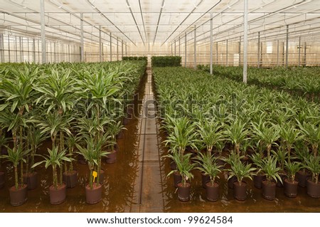 Houseplants in the greenhouse of a Dutch hydroculture plant nursery.