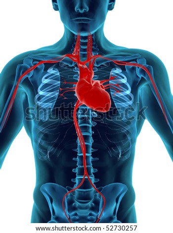 Human Heart & Skeleton Stock Photo 52730257 : Shutterstock