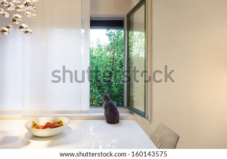 beautiful apartment interior, cat on the table