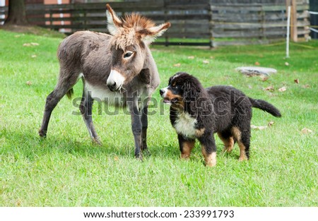 two farm animals, dog and donkey