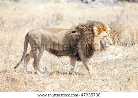 Lion wondering the hot African savannah - landscape exterior