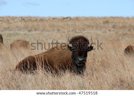 Bison resting on the prairie