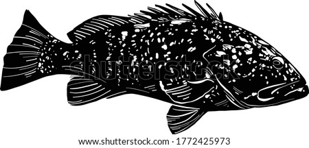 The vector illustration the sea fish grouper