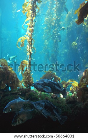 Some fishes in the main tank, Monterrey aquarium, California