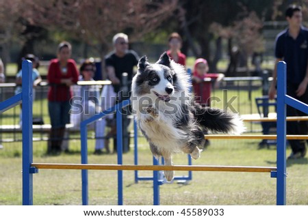 dog competition