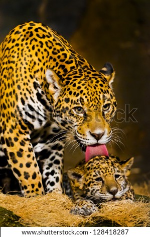 Adult Female Jaguar licking her young cub