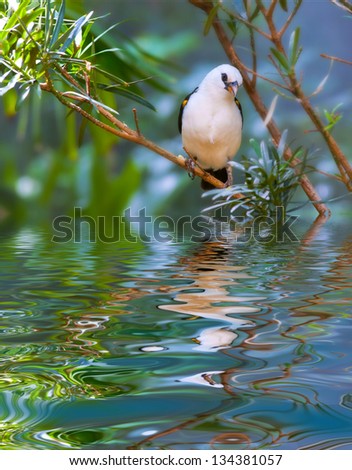 White-headed Buffalo Weaver bird sitting on the tree branch over calm water