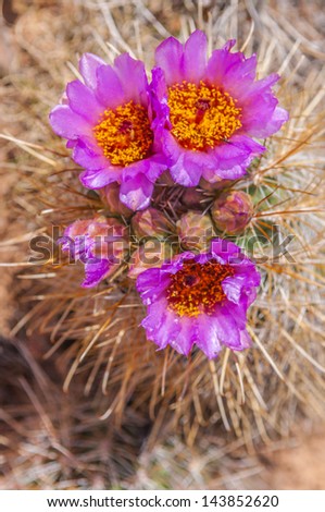Purple Yellow Cactus blossom on a Squaw flat Trail