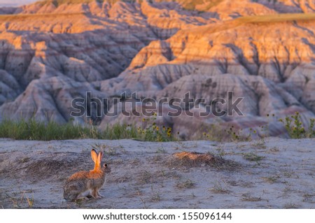 Little Rabbit in Badlands National Park lid by rising sun