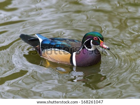 Beautiful exotic duck in the calm water