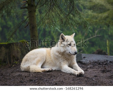 The arctic wolf (Canis lupus arctos), also called snow wolf or white wolf,