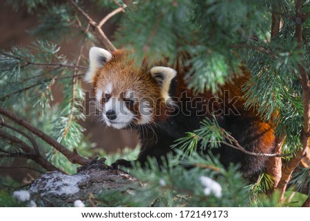 red panda - Ailurus fulgens, also called lesser panda and red cat-bear