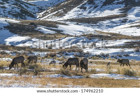 Wild Elk and Antelope grazing on the plains of Yellowstone in Winter