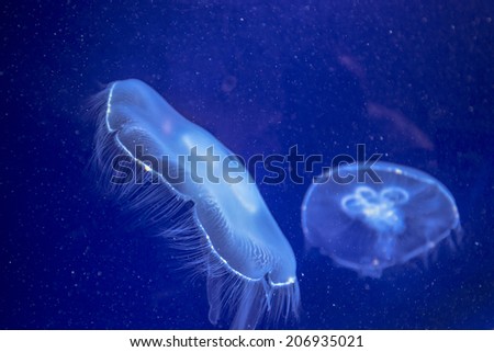 Jelly-fish Close-up in deep blue water