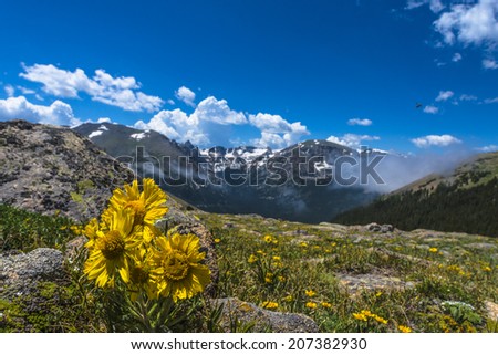 Wild Flowers Mountain Range of the Colorado Rockies