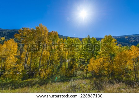 Vibrant green and yellow fall trees against clear blue sky