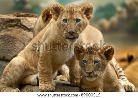 Two little Lion Cubs looking at something one has its tongue sticking out.
