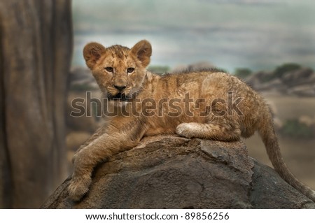 Little lion cub lying on the rock looking towards the camera