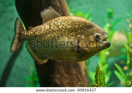 Single Piranha Fish under water side view