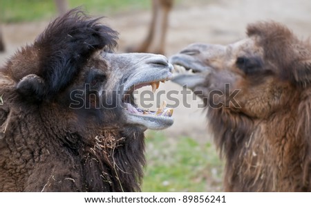 Two camels, one with its big yellow teeth shown