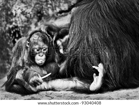 Mother Orangutan Pampers her cute lilttle baby