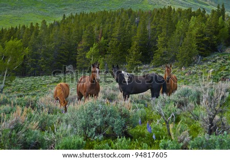 Beautiful Horses feeding in a grassy pasture