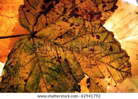 Large Autumn Leave