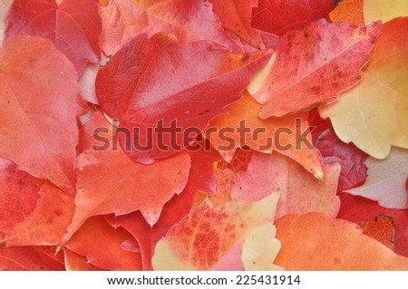Colorful background of red autumn leave