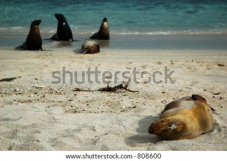 Sea Lion left out of the crowd