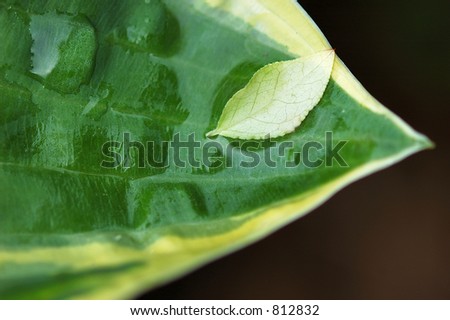 Small leaf held by large leaf