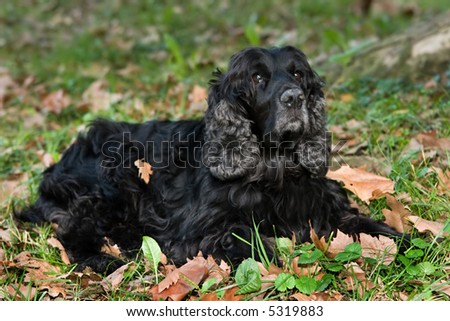 Dog resting on fallen leaves