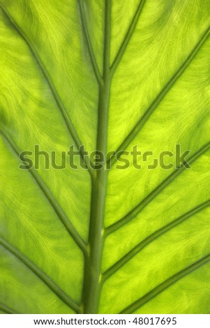 Beautiful leaf detail