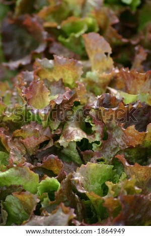 Red leaf Lettuce