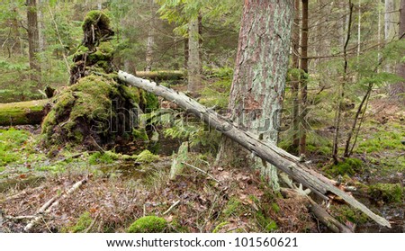 Broken tree roots partly declined inside coniferous stand with water around and broken tree lying over