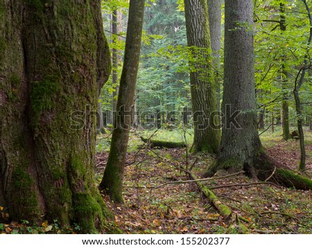 Old oak moss wrapped trees and spruce in shady rich deciduous stand of Bialowieza Forest in summer evening light