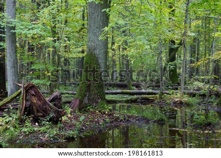 Old oak tree and water around in fall forest with a lot decline wood