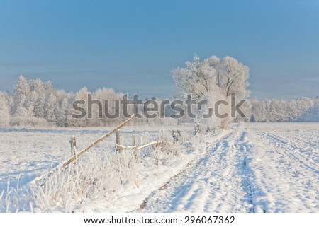 Winter landscape with trees snow wrapped by ground road and misty sunrise