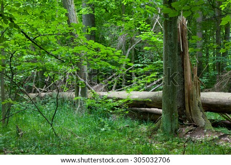 Old broken spruce in summertime decidous forest stand of Bialowieza Forest,Poland,Europe